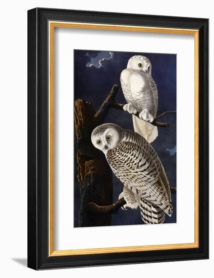 Snowy Owl-John James Audubon-Framed Photographic Print