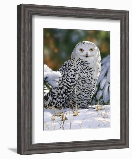 Snowy Owl-William Vanderdasson-Framed Giclee Print