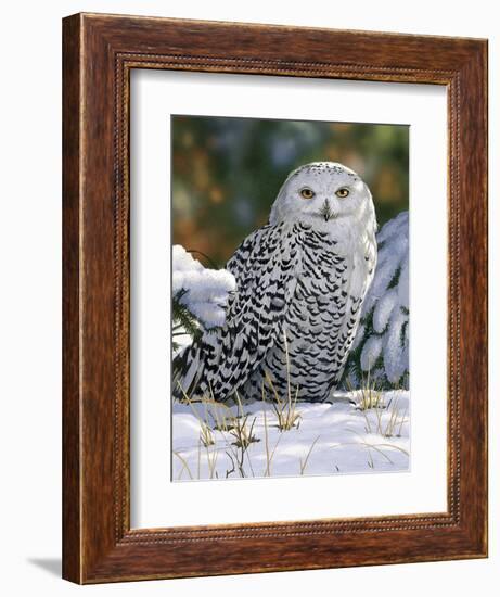 Snowy Owl-William Vanderdasson-Framed Giclee Print