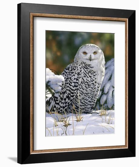 Snowy Owl-William Vanderdasson-Framed Giclee Print