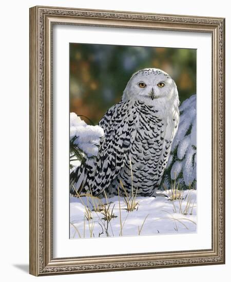 Snowy Owl-William Vanderdasson-Framed Giclee Print