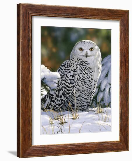 Snowy Owl-William Vanderdasson-Framed Giclee Print