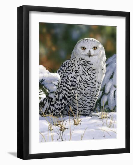 Snowy Owl-William Vanderdasson-Framed Giclee Print