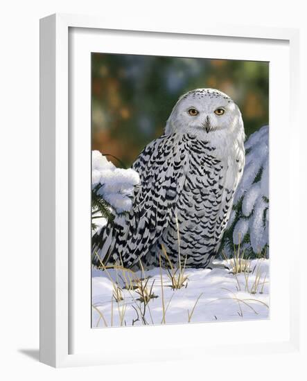 Snowy Owl-William Vanderdasson-Framed Giclee Print