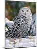 Snowy Owl-William Vanderdasson-Mounted Giclee Print