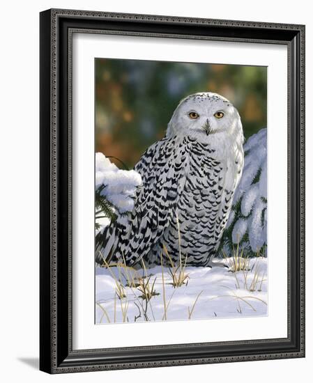 Snowy Owl-William Vanderdasson-Framed Giclee Print