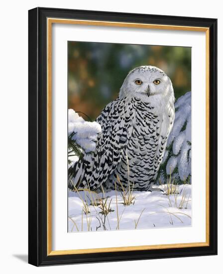 Snowy Owl-William Vanderdasson-Framed Giclee Print