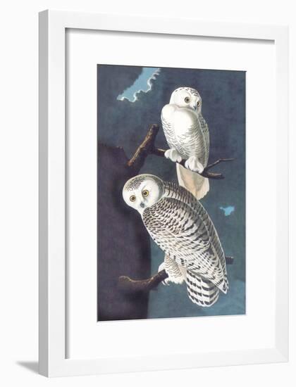 Snowy Owl-John James Audubon-Framed Art Print