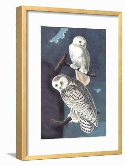 Snowy Owl-John James Audubon-Framed Art Print