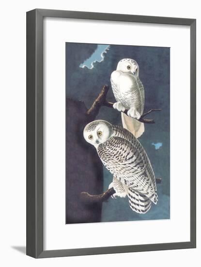 Snowy Owl-John James Audubon-Framed Art Print