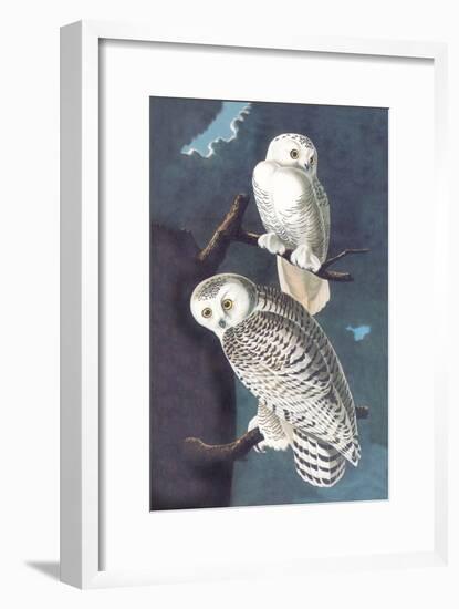 Snowy Owl-John James Audubon-Framed Art Print