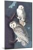 Snowy Owl-John James Audubon-Mounted Art Print
