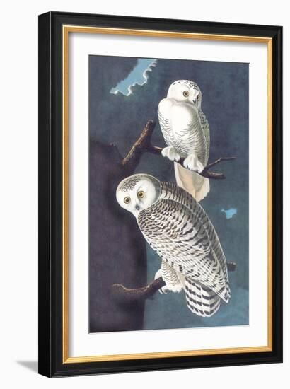 Snowy Owl-John James Audubon-Framed Art Print