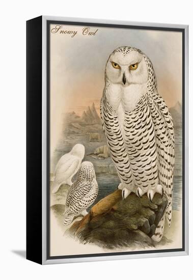 Snowy Owl-John Gould-Framed Stretched Canvas