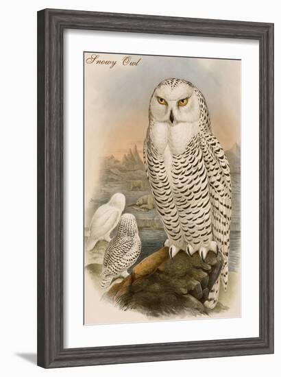 Snowy Owl-John Gould-Framed Art Print