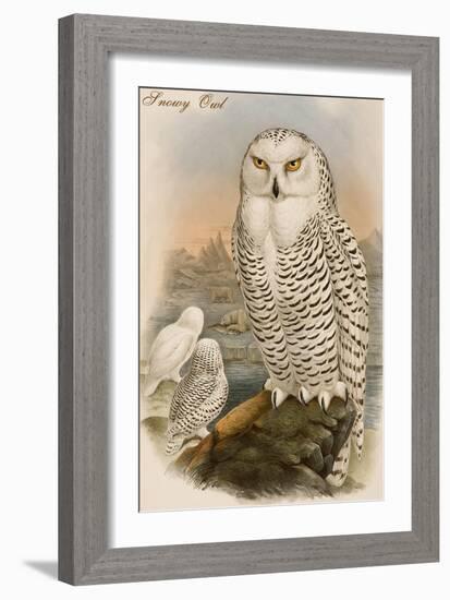 Snowy Owl-John Gould-Framed Art Print