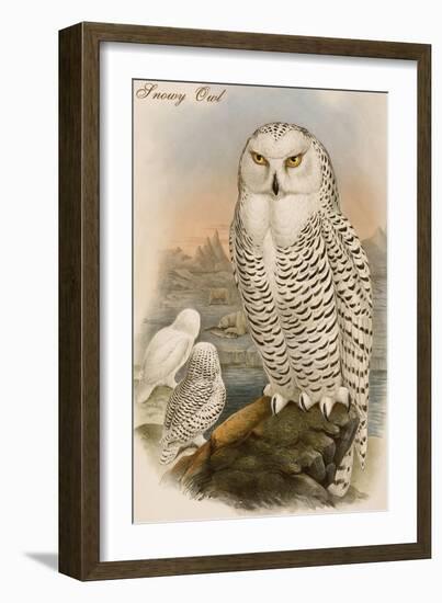 Snowy Owl-John Gould-Framed Art Print