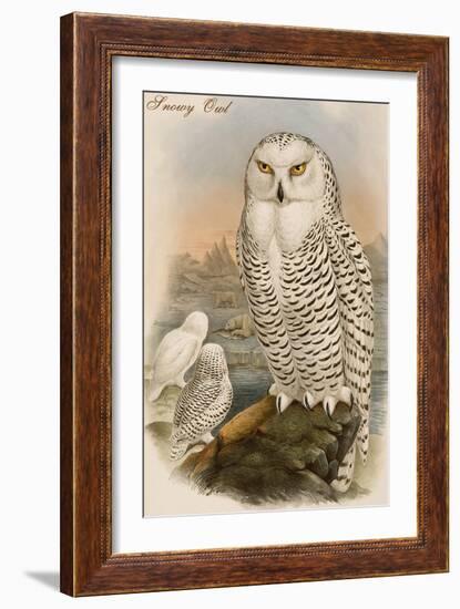 Snowy Owl-John Gould-Framed Art Print