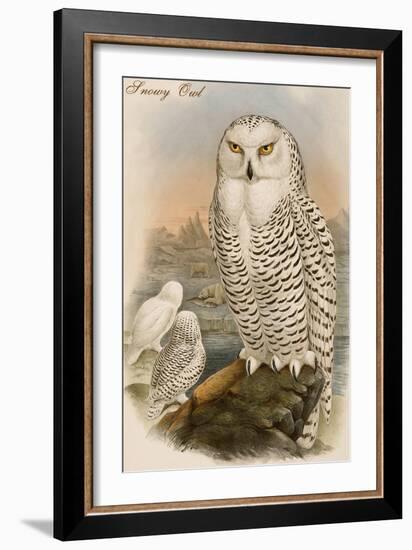 Snowy Owl-John Gould-Framed Art Print