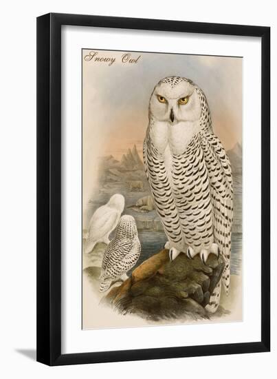 Snowy Owl-John Gould-Framed Art Print