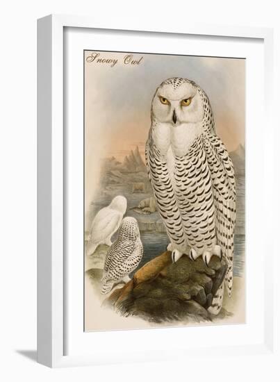 Snowy Owl-John Gould-Framed Art Print