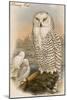 Snowy Owl-John Gould-Mounted Art Print