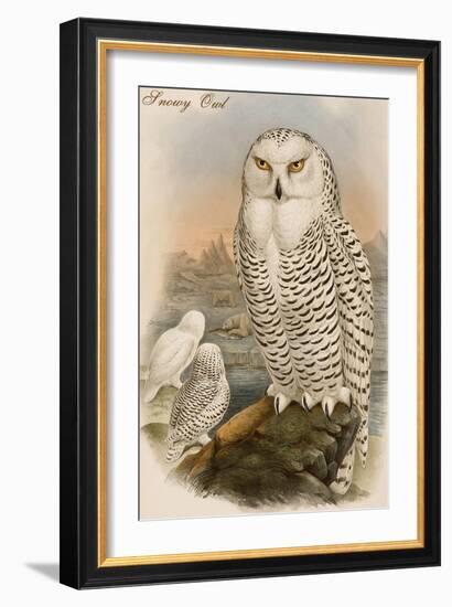 Snowy Owl-John Gould-Framed Art Print