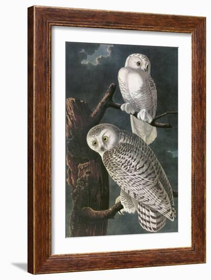 Snowy Owl-John James Audubon-Framed Premium Giclee Print