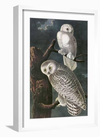 Snowy Owl-John James Audubon-Framed Premium Giclee Print