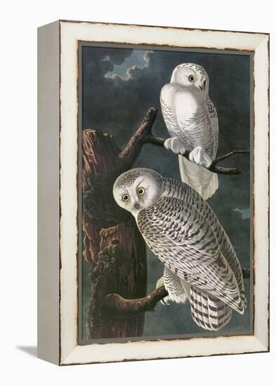 Snowy Owl-John James Audubon-Framed Stretched Canvas