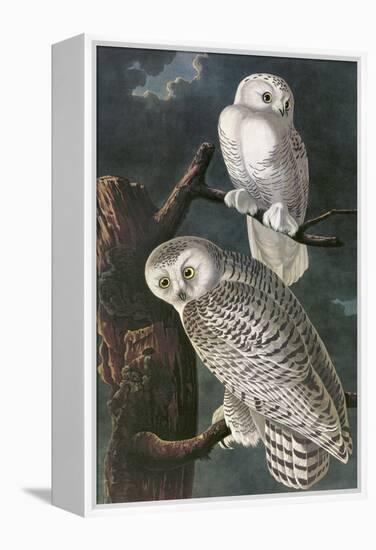 Snowy Owl-John James Audubon-Framed Stretched Canvas