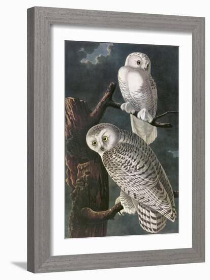 Snowy Owl-John James Audubon-Framed Art Print