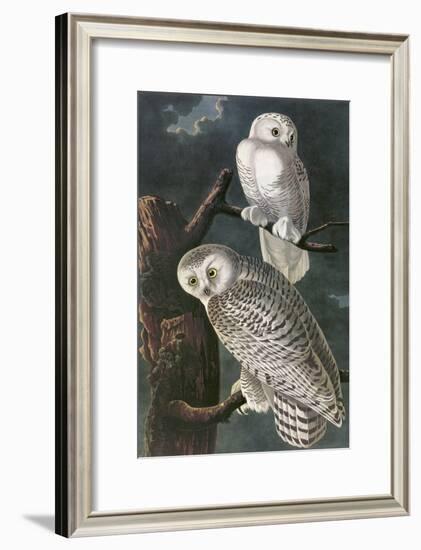 Snowy Owl-John James Audubon-Framed Art Print