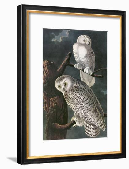 Snowy Owl-John James Audubon-Framed Art Print