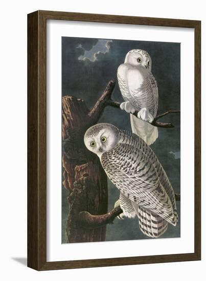 Snowy Owl-John James Audubon-Framed Art Print