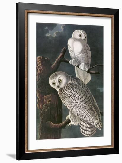 Snowy Owl-John James Audubon-Framed Art Print