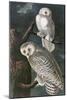 Snowy Owl-John James Audubon-Mounted Art Print