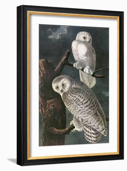 Snowy Owl-John James Audubon-Framed Art Print