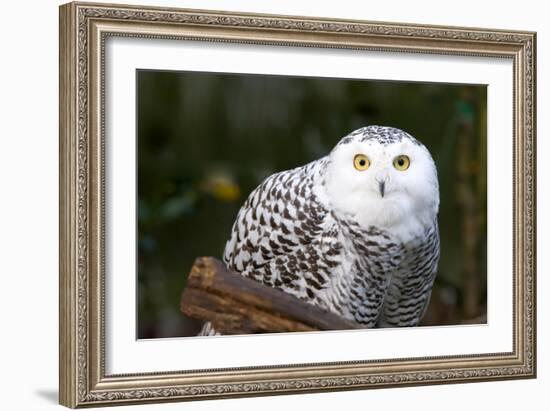 Snowy Owl-Lantern Press-Framed Art Print