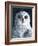 Snowy Owl-Jamin Still-Framed Giclee Print