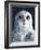 Snowy Owl-Jamin Still-Framed Giclee Print