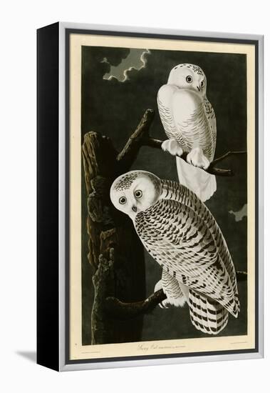 Snowy Owl-null-Framed Premier Image Canvas