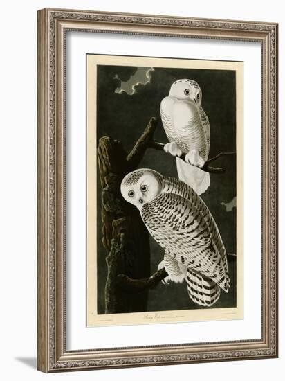 Snowy Owl-null-Framed Giclee Print