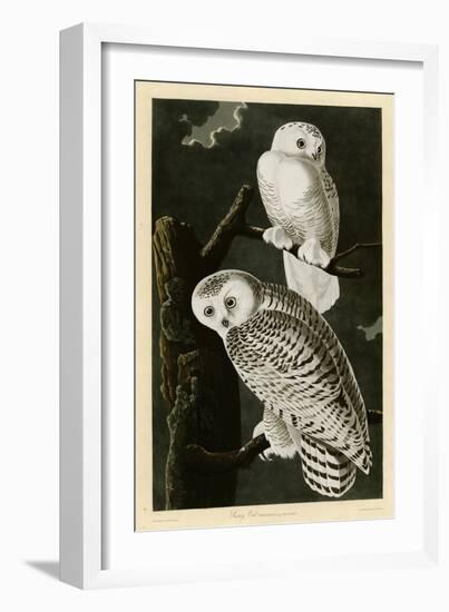 Snowy Owl-null-Framed Giclee Print