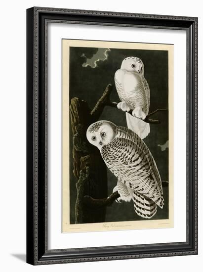 Snowy Owl-null-Framed Giclee Print