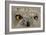 Snowy Owl-Barbara Keith-Framed Giclee Print