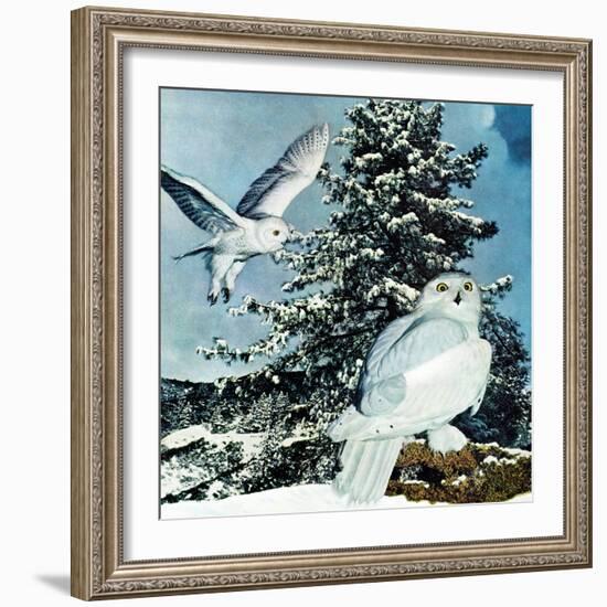 "Snowy Owls", September 14, 1957-D. Bleitz-Framed Giclee Print