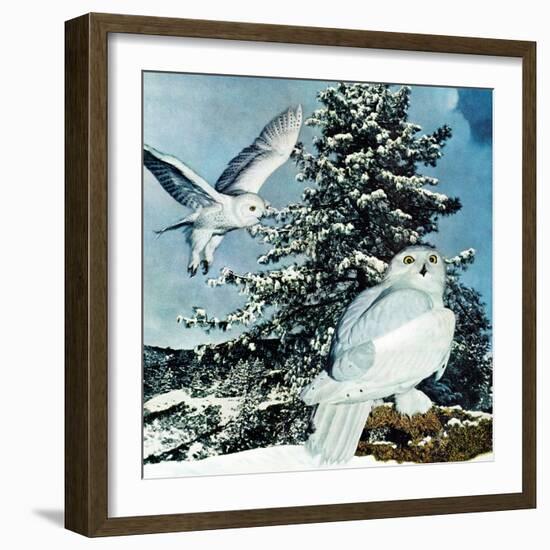 "Snowy Owls", September 14, 1957-D. Bleitz-Framed Giclee Print