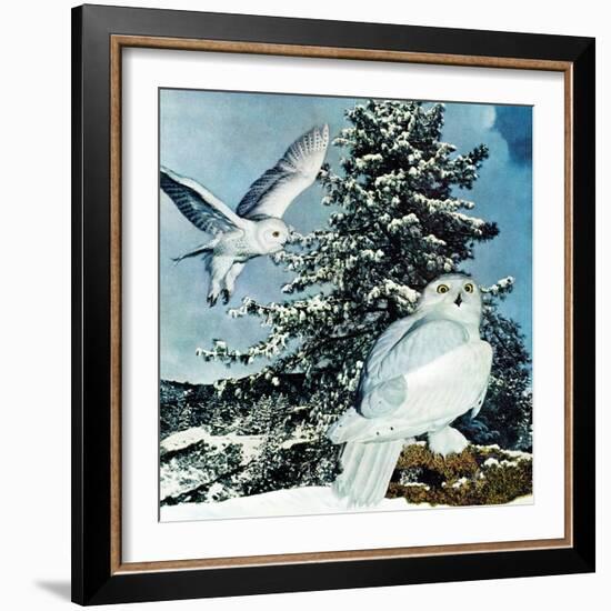 "Snowy Owls", September 14, 1957-D. Bleitz-Framed Giclee Print