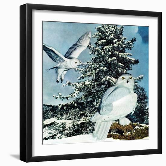 "Snowy Owls", September 14, 1957-D. Bleitz-Framed Giclee Print